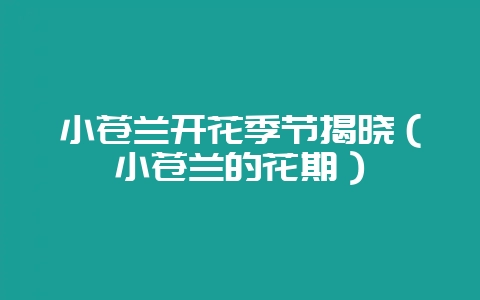 小苍兰开花季节揭晓（小苍兰的花期）-会东网