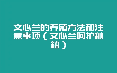 文心兰的养殖方法和注意事项（文心兰呵护秘籍）-会东网