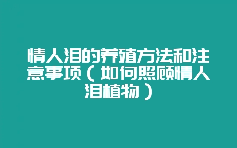 情人泪的养殖方法和注意事项（如何照顾情人泪植物）-会东网