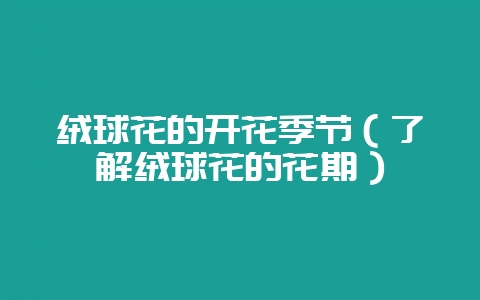 绒球花的开花季节(了解绒球花的花期)-会东网