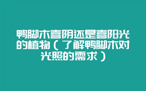 鸭脚木喜阴还是喜阳光的植物(了解鸭脚木对光照的需求)-会东网