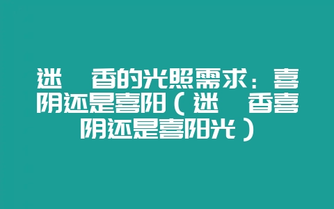 迷迭香的光照需求:喜阴还是喜阳(迷迭香喜阴还是喜阳光)-会东网