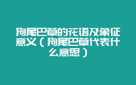 狗尾巴草的花语及象征意义(狗尾巴草代表什么意思)-会东网