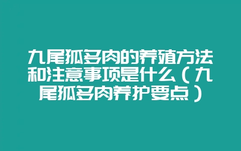 九尾狐多肉的养殖方法和注意事项是什么（九尾狐多肉养护要点）-会东网