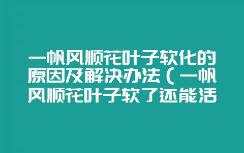 一帆风顺花叶子软化的原因及解决办法(一帆风顺花叶子软了还能活-会东网