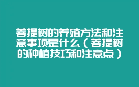 菩提树的养殖方法和注意事项是什么(菩提树的种植技巧和注意点)-会东网