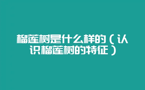 榴莲树是什么样的(认识榴莲树的特征)-会东网
