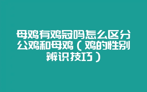 母鸡有鸡冠吗怎么区分公鸡和母鸡（鸡的性别辨识技巧）-会东网