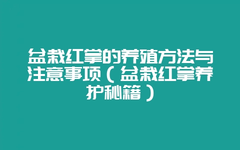 盆栽红掌的养殖方法与注意事项(盆栽红掌养护秘籍)-会东网