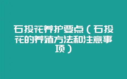 石头花养护要点（石头花的养殖方法和注意事项）-会东网