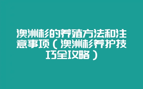 澳洲杉的养殖方法和注意事项（澳洲杉养护技巧全攻略）-会东网