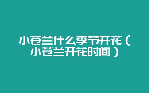 小苍兰什么季节开花(小苍兰开花时间)-会东网