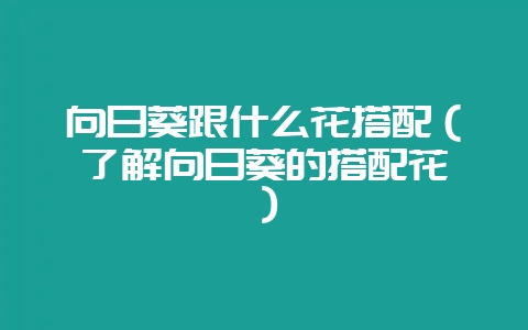 向日葵跟什么花搭配（了解向日葵的搭配花卉）-会东网