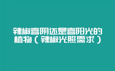 辣椒喜阴还是喜阳光的植物（辣椒光照需求）-会东网