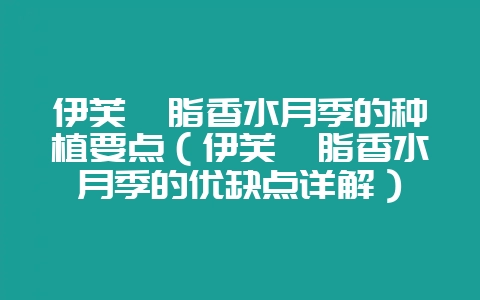 伊芙胭脂香水月季的种植要点（伊芙胭脂香水月季的优缺点详解）-会东网