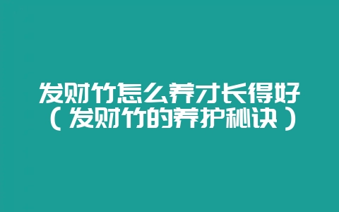 发财竹怎么养才长得好（发财竹的养护秘诀）-会东网