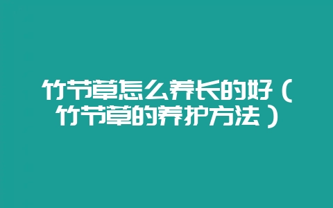 竹节草怎么养长的好（竹节草的养护方法）-会东网