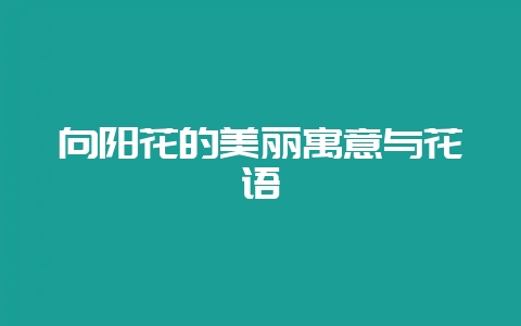向阳花的美丽寓意与花语-会东网