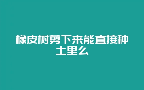 橡皮树剪下来能直接种土里么-会东网