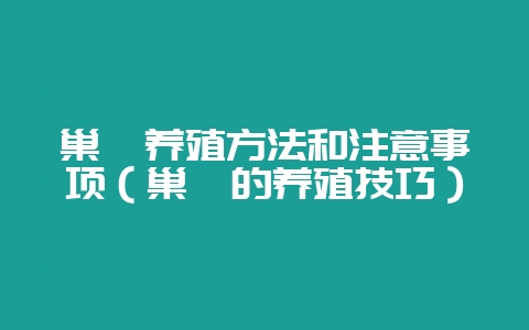 巢蕨养殖方法和注意事项（巢蕨的养殖技巧）-会东网