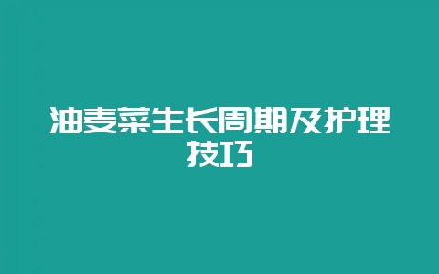 油麦菜生长周期及护理技巧-会东网