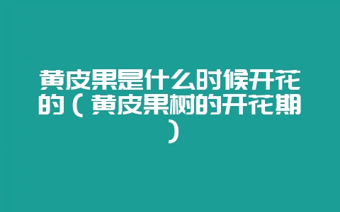 黄皮果是什么时候开花的（黄皮果树的开花期）-会东网