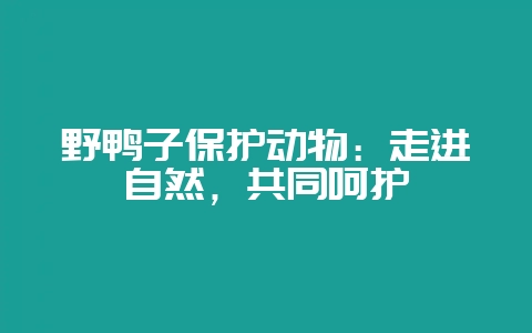 野鸭子保护动物：走进自然，共同呵护-会东网