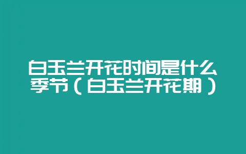 白玉兰开花时间是什么季节（白玉兰开花期）-会东网