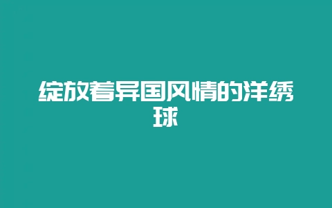 绽放着异国风情的洋绣球-会东网