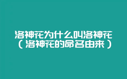 洛神花为什么叫洛神花(洛神花的命名由来)-会东网