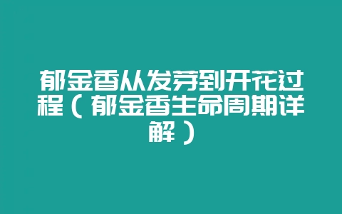 郁金香从发芽到开花过程（郁金香生命周期详解）-会东网
