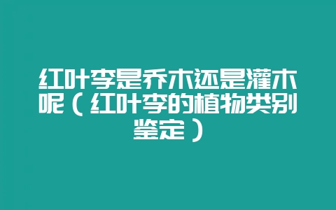红叶李是乔木还是灌木呢(红叶李的植物类别鉴定)-会东网
