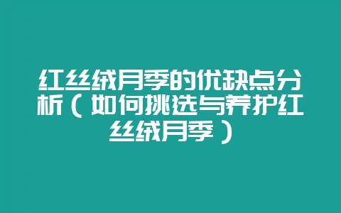 红丝绒月季的优缺点分析（如何挑选与养护红丝绒月季）-会东网