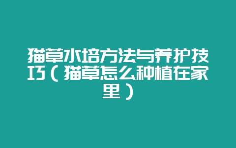 猫草水培方法与养护技巧（猫草怎么种植在家里）-会东网