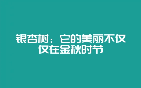 银杏树：它的美丽不仅仅在金秋时节-会东网