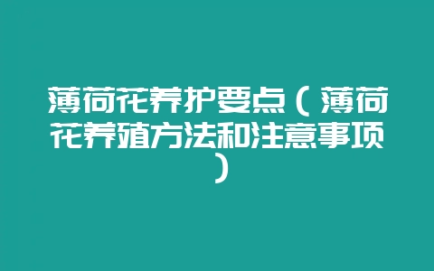 薄荷花养护要点(薄荷花养殖方法和注意事项)-会东网