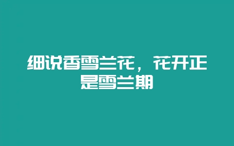 细说香雪兰花，花开正是雪兰期-会东网