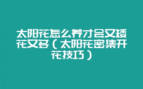 太阳花怎么养才会又矮花又多（太阳花密集开花技巧）-会东网