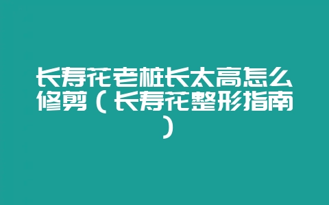 长寿花老桩长太高怎么修剪(长寿花整形指南)-会东网