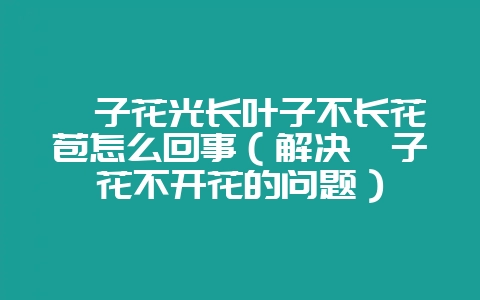 栀子花光长叶子不长花苞怎么回事（解决栀子花不开花的问题）-会东网