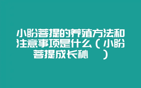 小盼菩提的养殖方法和注意事项是什么（小盼菩提成长秘笈）-会东网