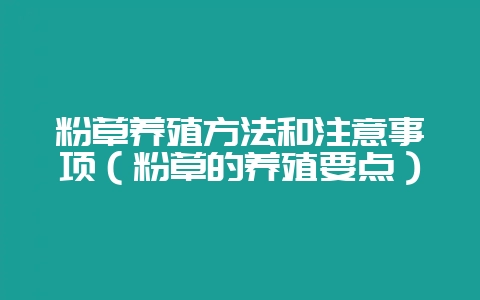 粉草养殖方法和注意事项(粉草的养殖要点)-会东网