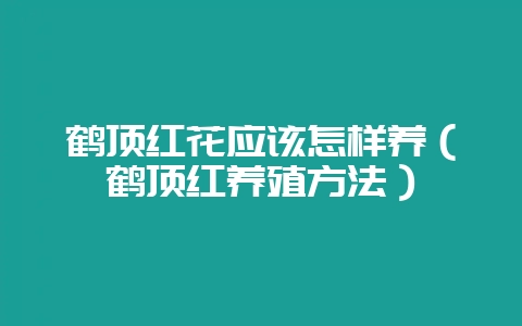 鹤顶红花应该怎样养（鹤顶红养殖方法）-会东网