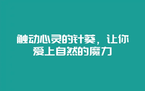 触动心灵的针葵,让你爱上自然的魔力-会东网