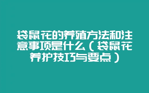 袋鼠花的养殖方法和注意事项是什么（袋鼠花养护技巧与要点）-会东网
