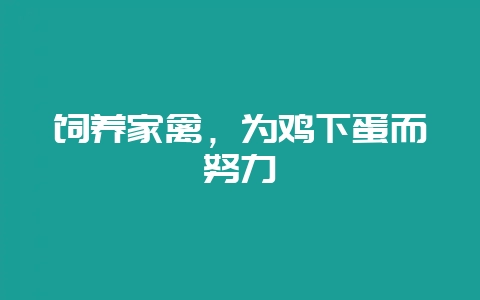 饲养家禽，为鸡下蛋而努力-会东网