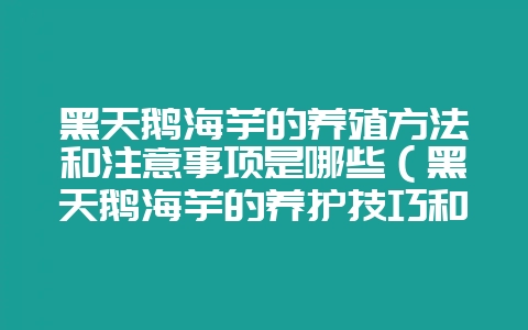 黑天鹅海芋的养殖方法和注意事项是哪些（黑天鹅海芋的养护技巧和-会东网