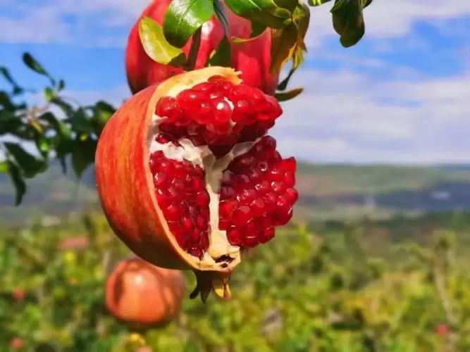 会理地理位置介绍(会理市历史文化文脉)插图1 会理地理位置介绍(会理市历史文化文脉)插图1