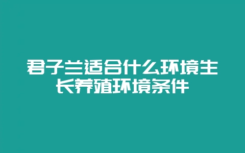 君子兰适合什么环境生长养殖环境条件-会东网
