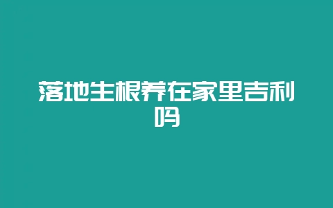 落地生根养在家里吉利吗-会东网